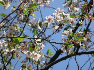山手234番館 桜開花情報【2025年4月12日】