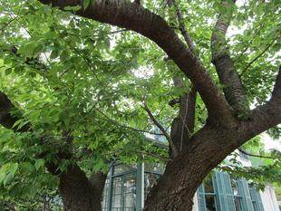 ブラフ18番館 桜開花情報【2025年4月20日】