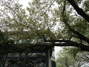 ブラフ18番館 桜開花情報【2025年4月11日】