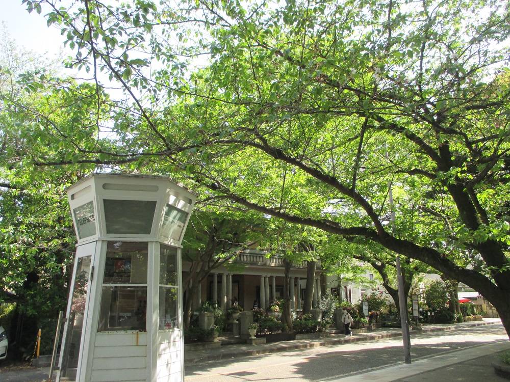 山手234番館 桜開花情報【2025年4月21日】の写真