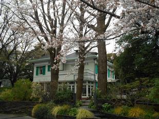 エリスマン邸 桜開花情報【2025年4月2日】