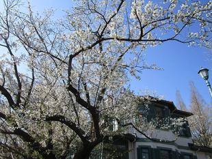 ブラフ18番館 桜開花情報【2025年4月4日】