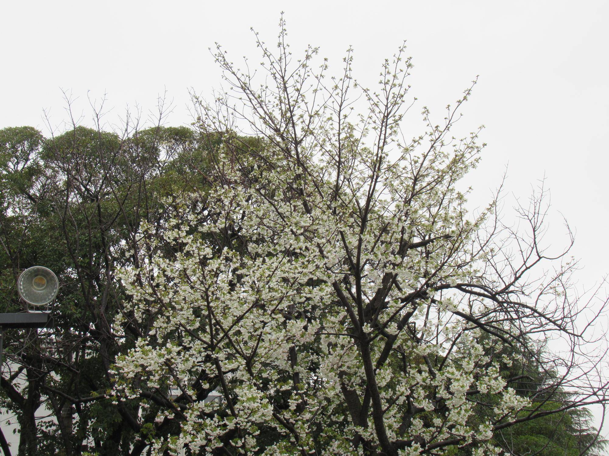 ベーリック・ホール　桜開花情報【2025年4月3日】の写真