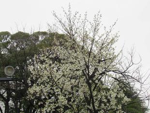 ベーリック・ホール 桜開花情報【2025年4月3日】