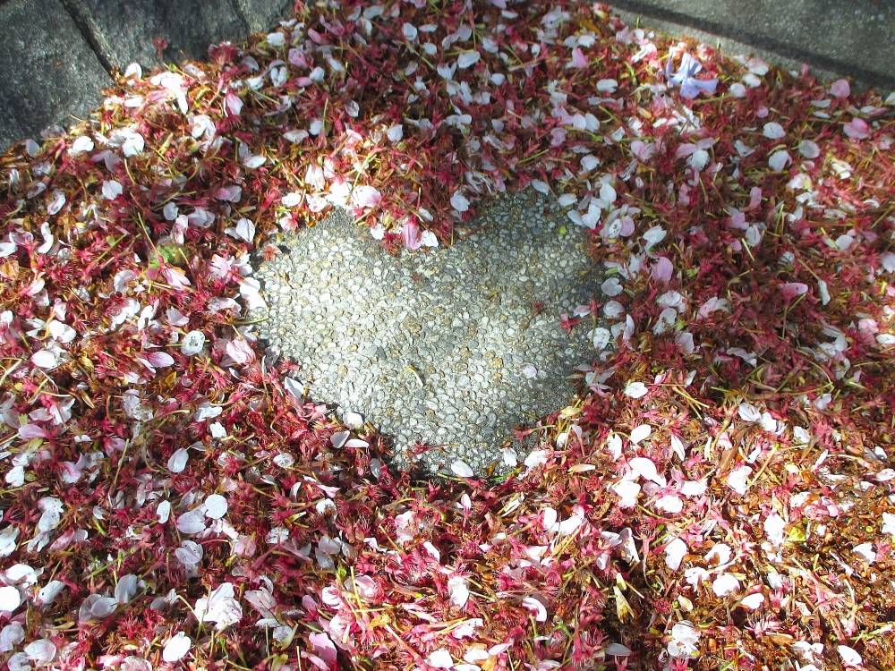 山手234番館 桜開花情報【2025年4月14日】の写真