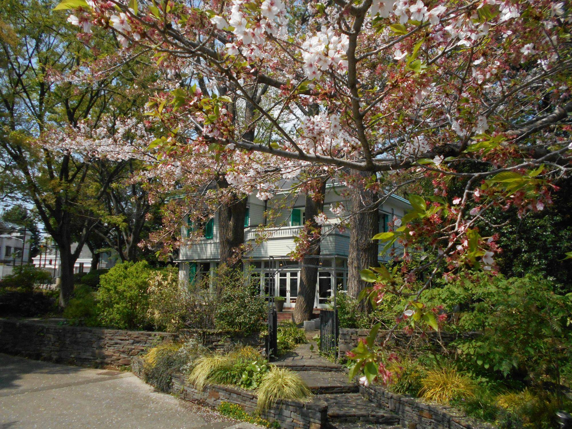 エリスマン邸　桜開花情報【2025年4月12日】の写真