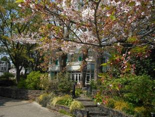 エリスマン邸 桜開花情報【2025年4月12日】