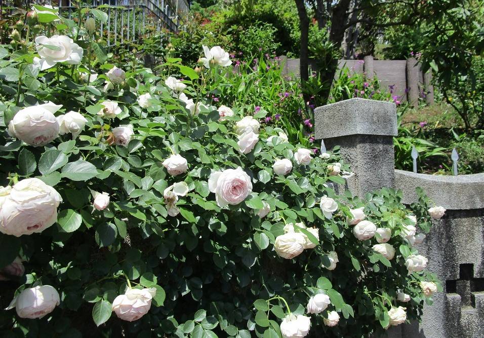 ブラフ18番館 大丸谷坂のバラの写真