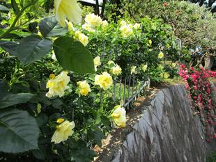 ブラフ18番館　初夏の庭