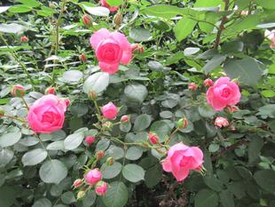 ベーリック･ホールのバラ　②