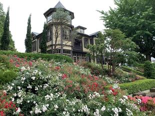 山手イタリア山庭園（外交官の家）５月22日バラ情報