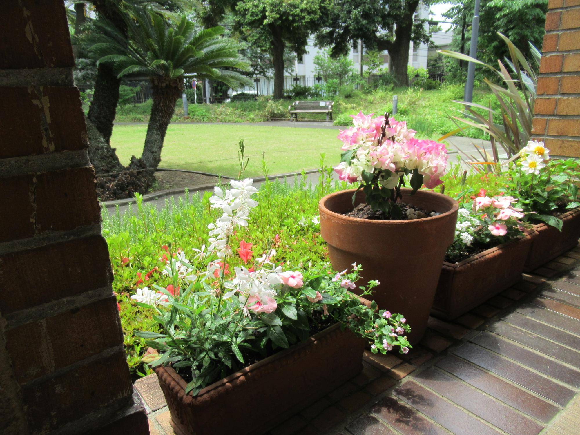 ベーリック・ホール 花苗を植替えました。の写真