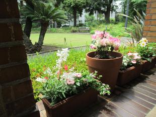 ベーリック・ホール　花苗を植替えました。