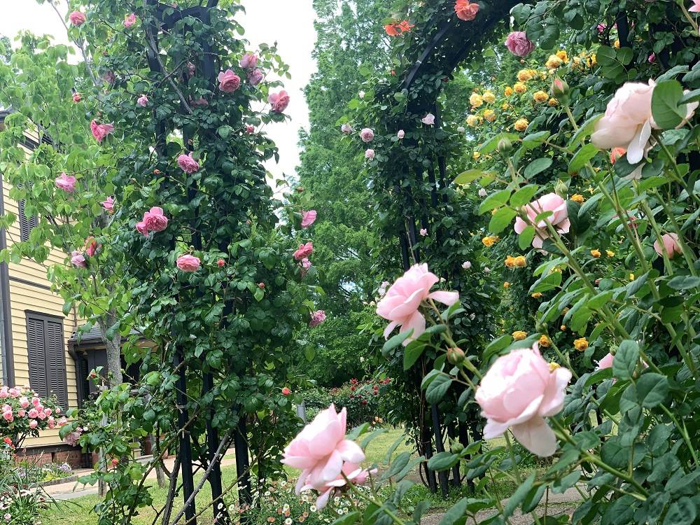 外交館の家　5月8日前庭のバラの写真