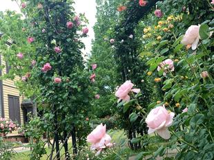 外交館の家　5月8日前庭のバラ