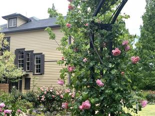 外交官の家　５月4日の前庭のバラ