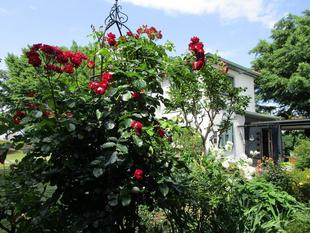 ブラフ18番館　６月のお庭バラ編