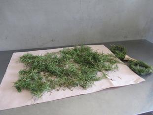 ベーリック・ホール ローズマリーを剪定しました。