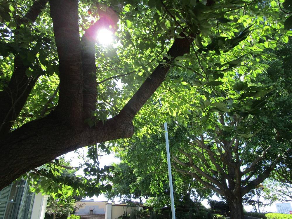 ブラフ18番館 夏の庭園<7月>の写真