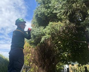 外交官の家　ブンゲンストウヒの枝を剪定しました