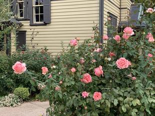 外交官の家　秋バラが咲いています