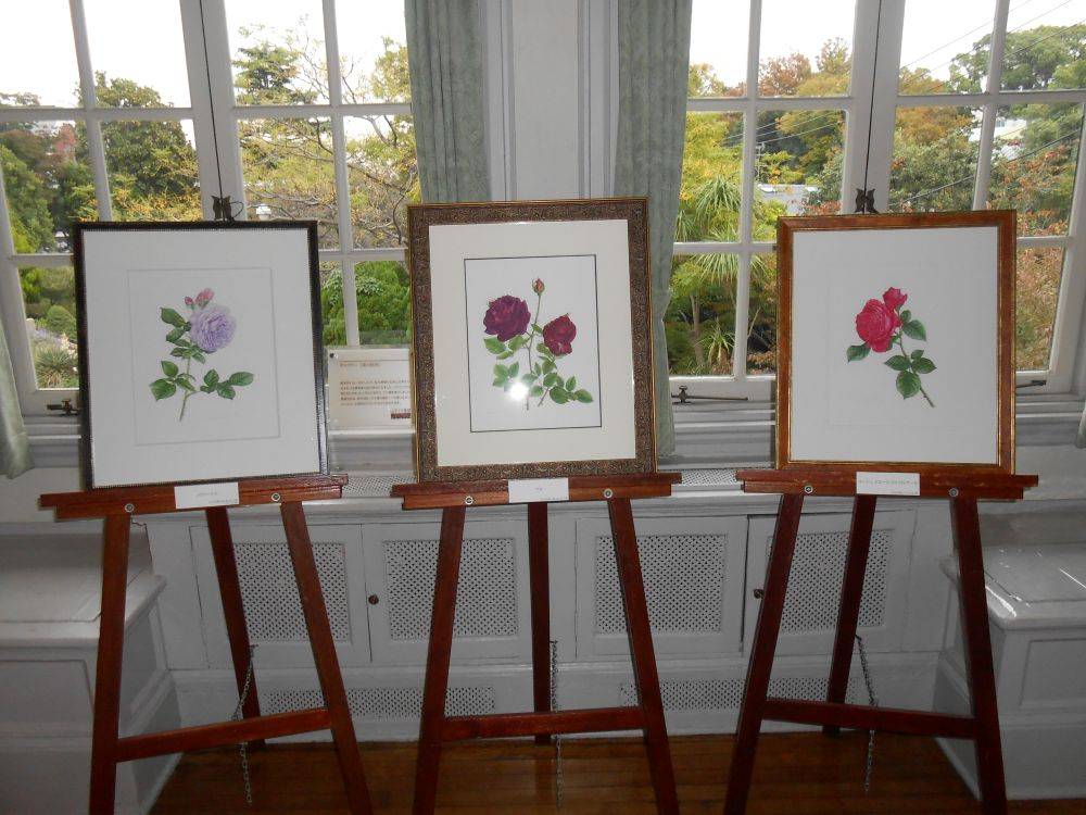 山手111番館　ボタニカルアート原画展「山手に咲く薔薇たち」の写真