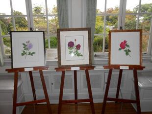 山手111番館　ボタニカルアート原画展「山手に咲く薔薇たち」