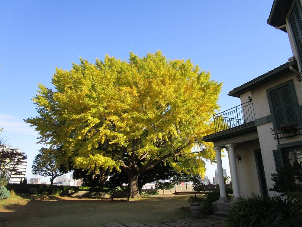 ブラフ18番館　初冬の庭の写真