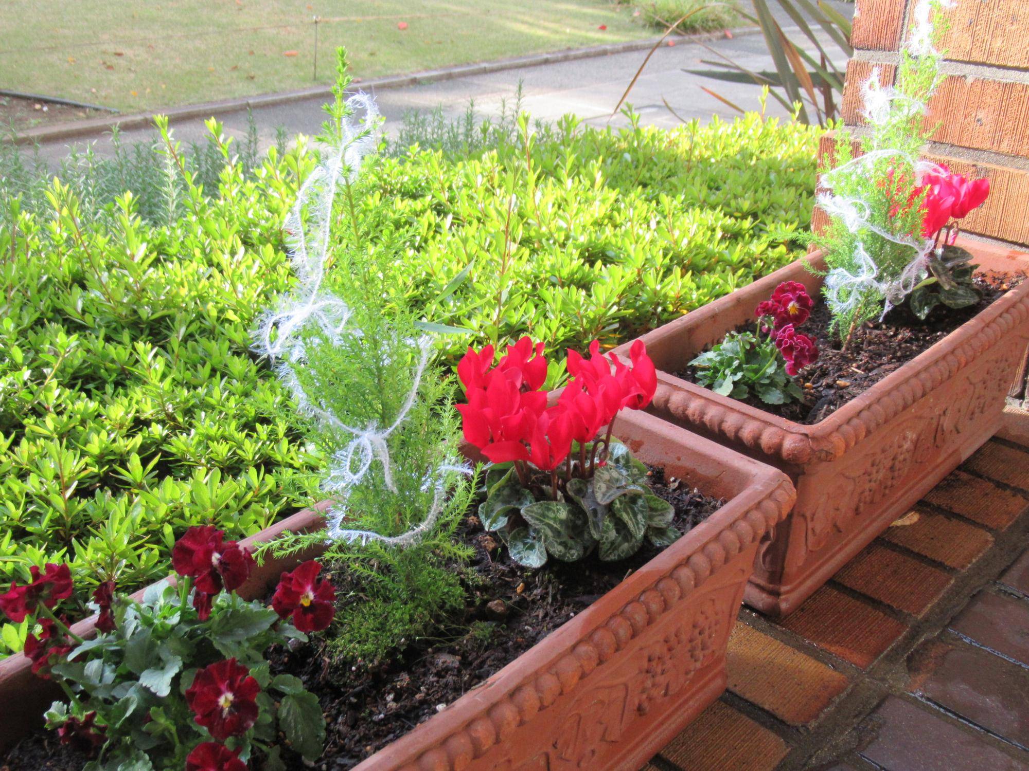 ベーリック・ホール　花苗を植え替えましたの写真