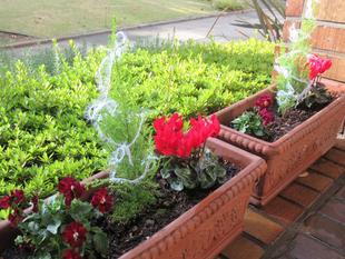 ベーリック・ホール　花苗を植え替えました