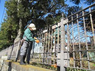 ベーリック・ホール　バラの枝の誘引作業