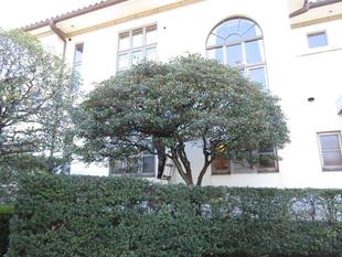 横浜市イギリス館　モッコクの剪定