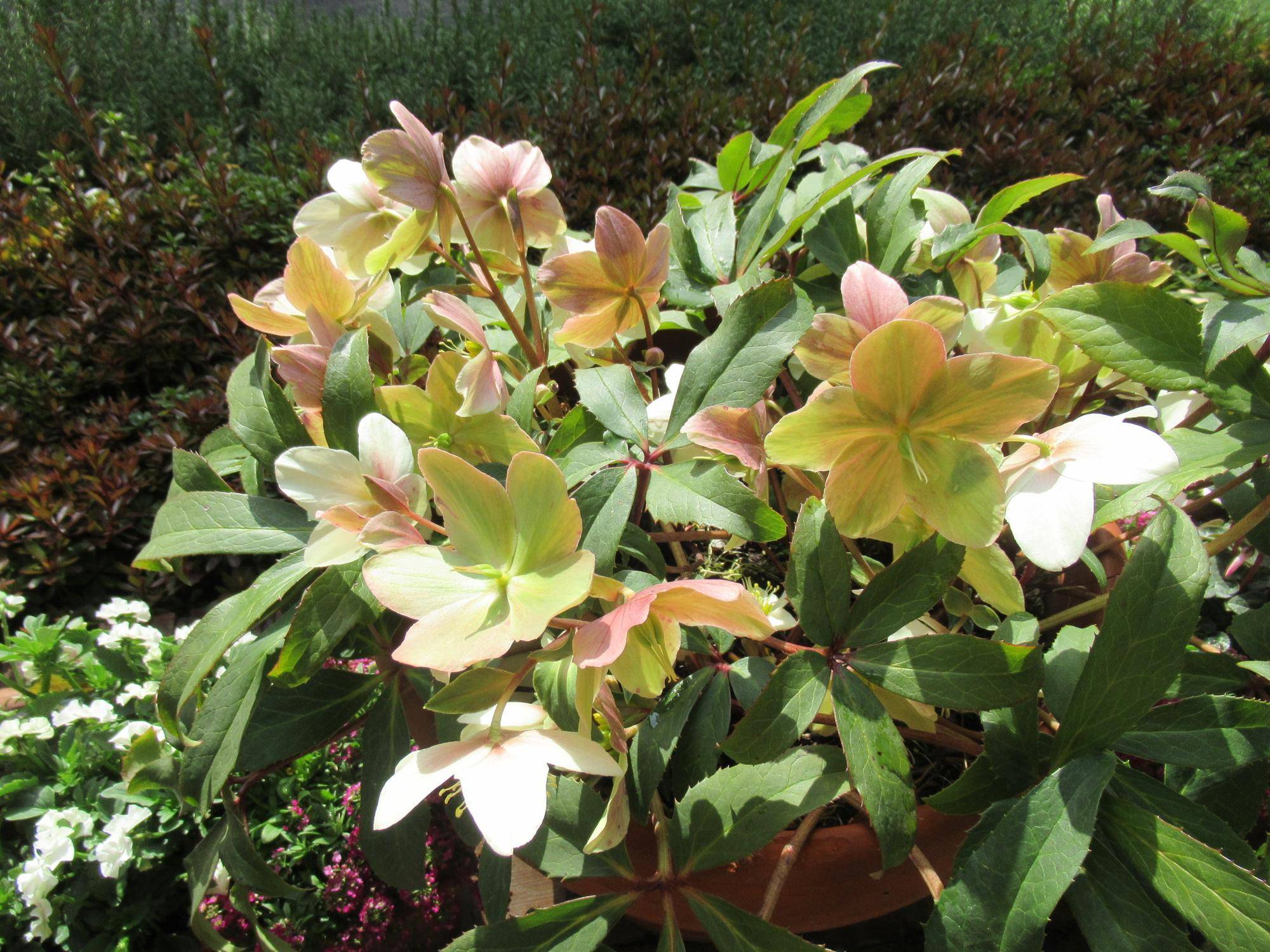 ベーリック・ホール　クリスマスローズが咲いています。の写真