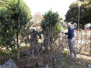 横浜市イギリス館　バラの施肥作業