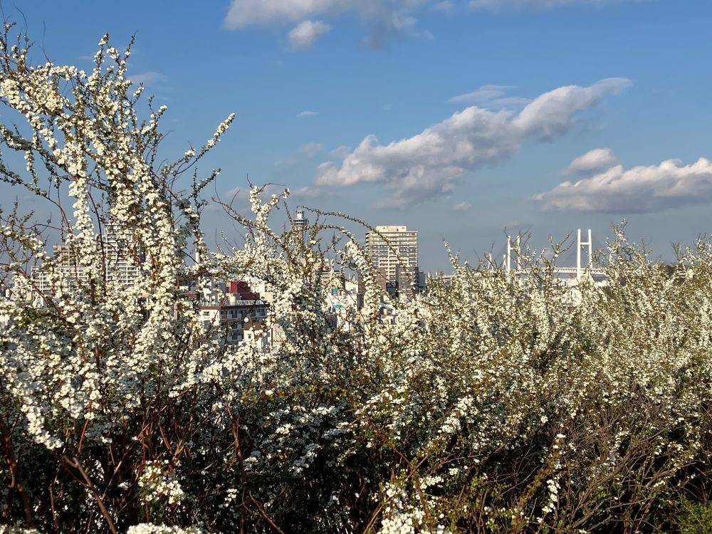 外交官の家　春を告げるユキヤナギの写真