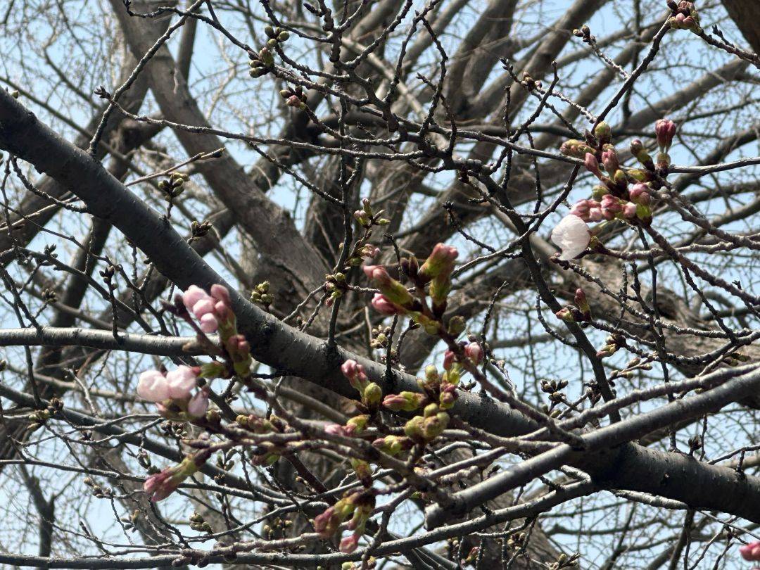 エリスマン邸　桜開花情報 （3/22）                               の写真