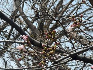 エリスマン邸　桜開花情報 （3/22）                               