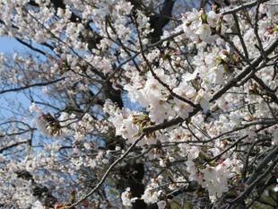 山手234番館　桜開花情報 （3/27）                               