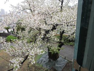 ブラフ18番館　３月のオオシマザクラ