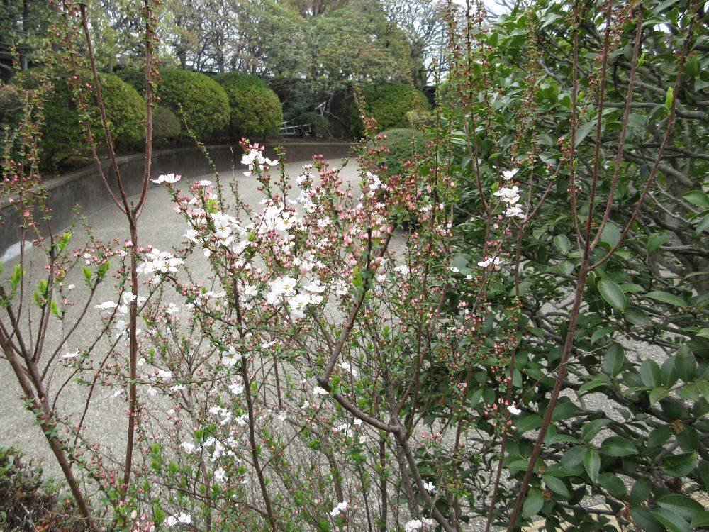 横浜市イギリス館　春の花々の写真