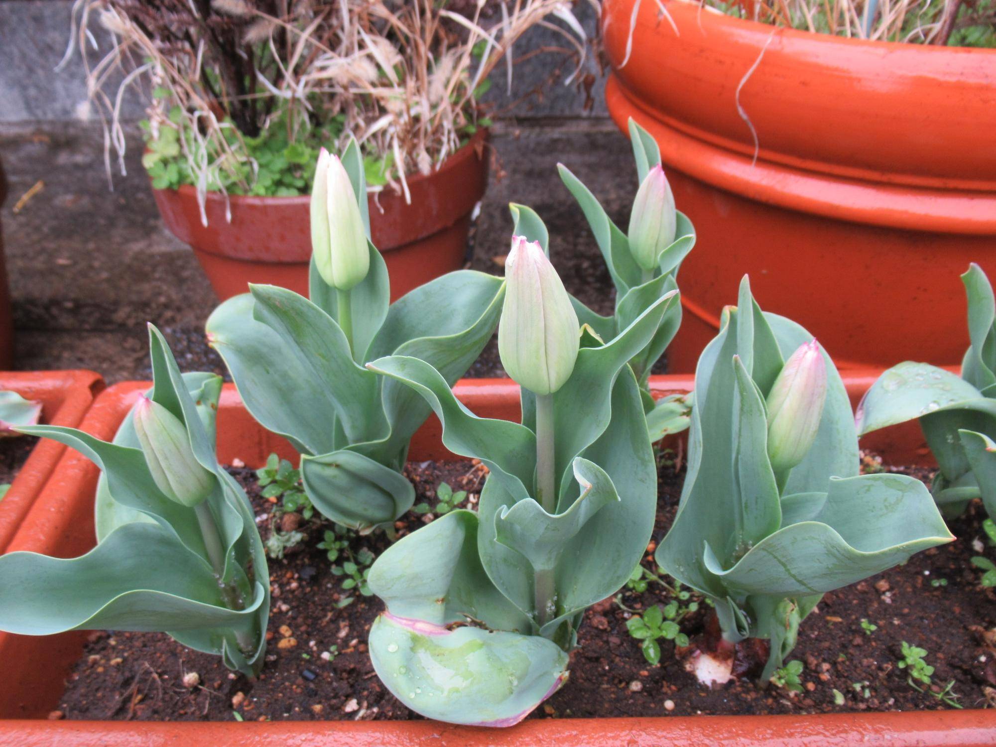 ベーリック・ホール　春の庭園の様子の写真