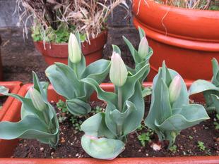 ベーリック・ホール　春の庭園の様子