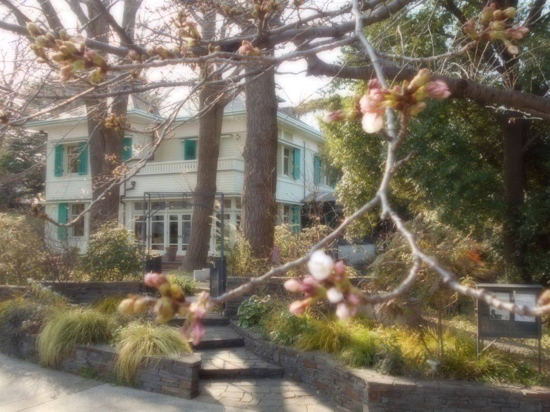  エリスマン邸　桜開花情報 （3/24）                               の写真