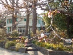  エリスマン邸　桜開花情報 （3/24）                               