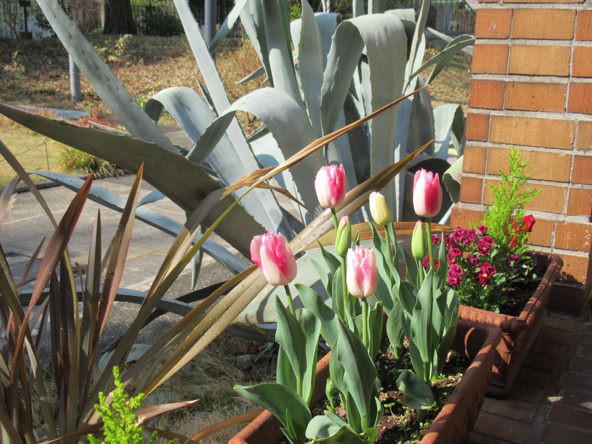 ベーリック・ホール　春の庭園の様子　②の写真
