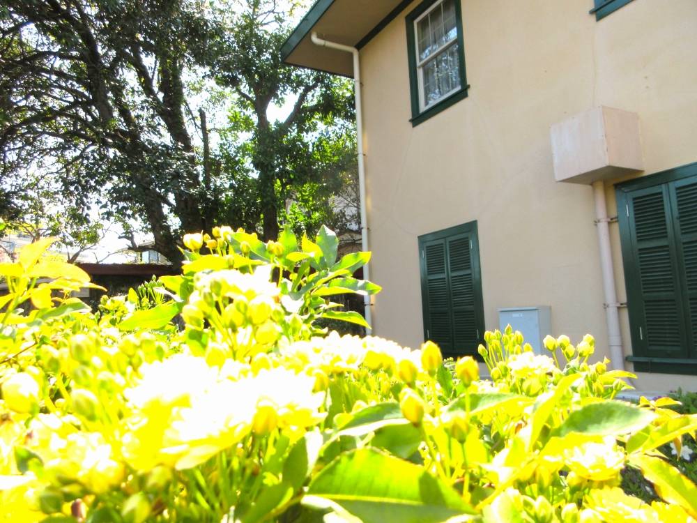 山手234番館　モッコウバラの写真