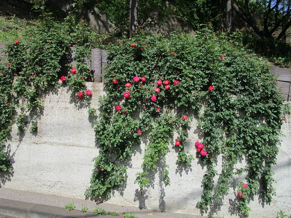 ブラフ18番館　春風が咲き始めました。の写真