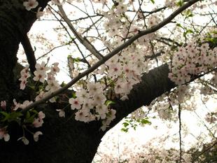 山手234番館　桜開花情報 （4/1）                     