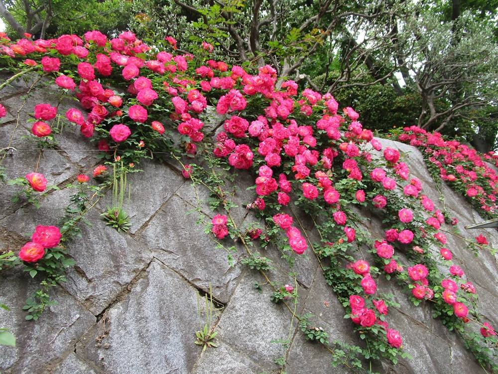 ブラフ18番館　バラの見頃【2026年５月３日】の写真