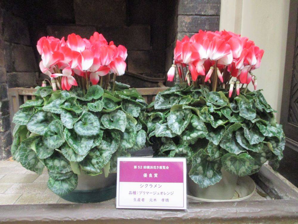 1212 234 ①　受賞シクラメン.jpg